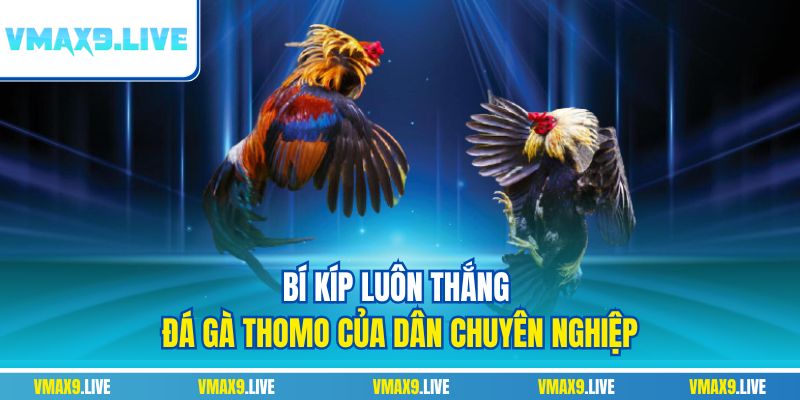 Bí kíp luôn thắng đá gà Thomo của dân chuyên nghiệp Bí kíp luôn thắng đá gà Thomo của dân chuyên nghiệp