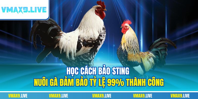 Bảo Sting nuôi gà