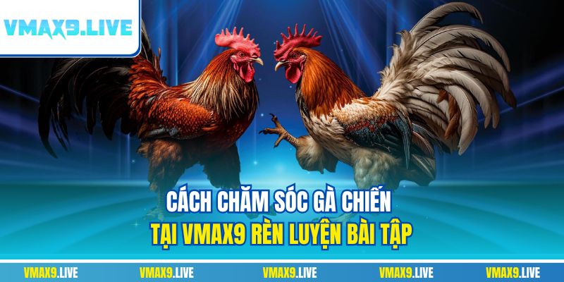 Cách chăm sóc gà chiến tại Vmax9 rèn luyện bài tập