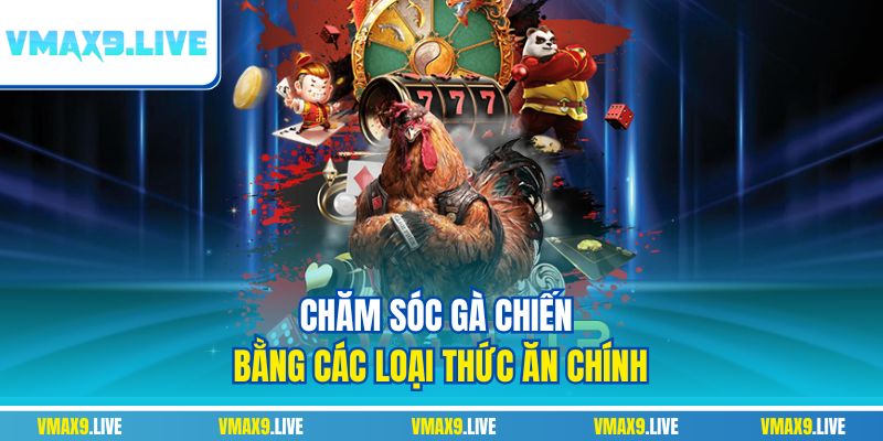 Chăm sóc gà chiến bằng các loại thức ăn chính