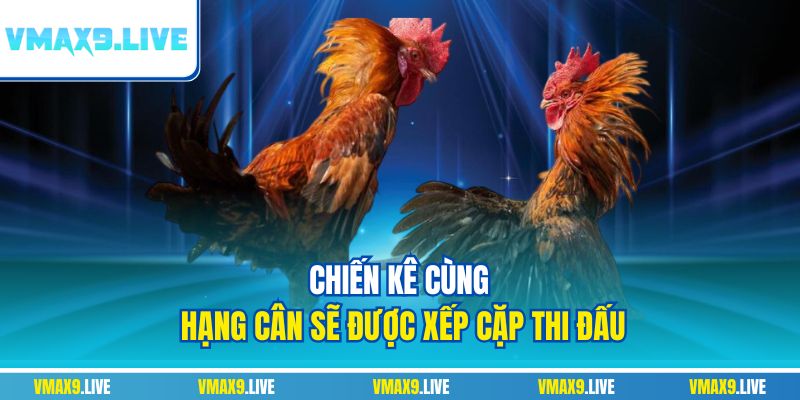 Chiến kê cùng hạng cân sẽ được xếp cặp thi đấu Chiến kê cùng hạng cân sẽ được xếp cặp thi đấu
