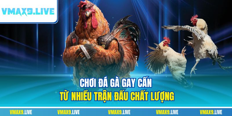 Chơi đá gà gay cấn từ nhiều trận đấu chất lượng Chơi đá gà gay cấn từ nhiều trận đấu chất lượng