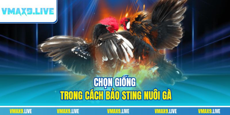 Chọn giống trong cách Bảo Sting nuôi gà Chọn giống trong cách Bảo Sting nuôi gà