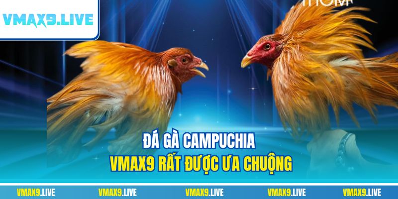 Đá gà Campuchia Vmax9 rất được ưa chuộng Đá gà Campuchia Vmax9 rất được ưa chuộng