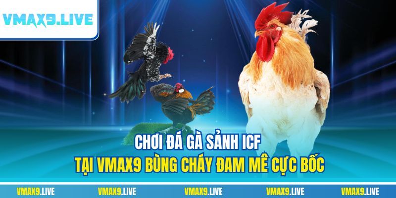 Đá gà sảnh ICF tại Vmax9