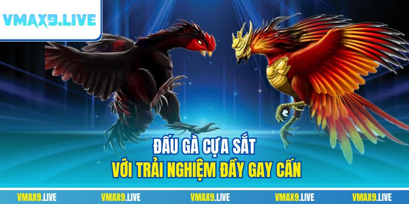 Đấu gà cựa sắt với trải nghiệm đầy gay cấn