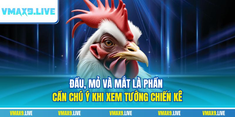 Đầu, mỏ và mắt là phần cần chú ý khi xem tướng chiến kê Đầu, mỏ và mắt là phần cần chú ý khi xem tướng chiến kê