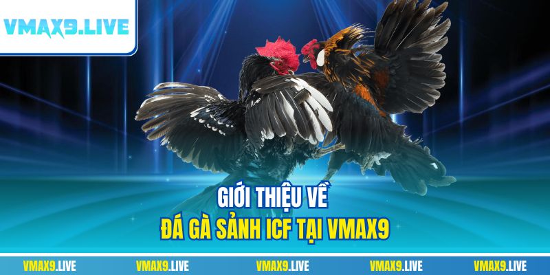 Giới thiệu về đá gà sảnh ICF tại Vmax9 Giới thiệu về đá gà sảnh ICF tại Vmax9
