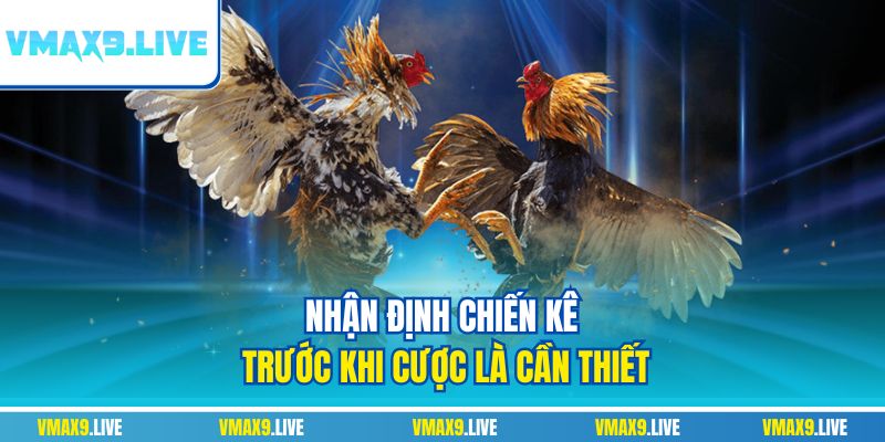 Nhận định chiến kê trước khi cược là cần thiết