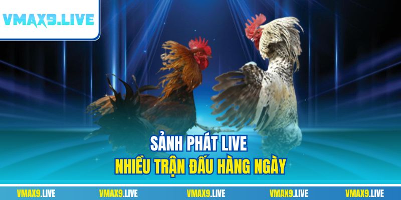 Sảnh phát live nhiều trận đấu hàng ngày