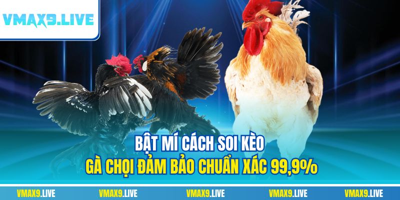 soi kèo gà chọi