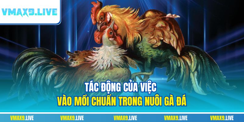 Tác động của việc vào mồi chuẩn trong nuôi gà đá