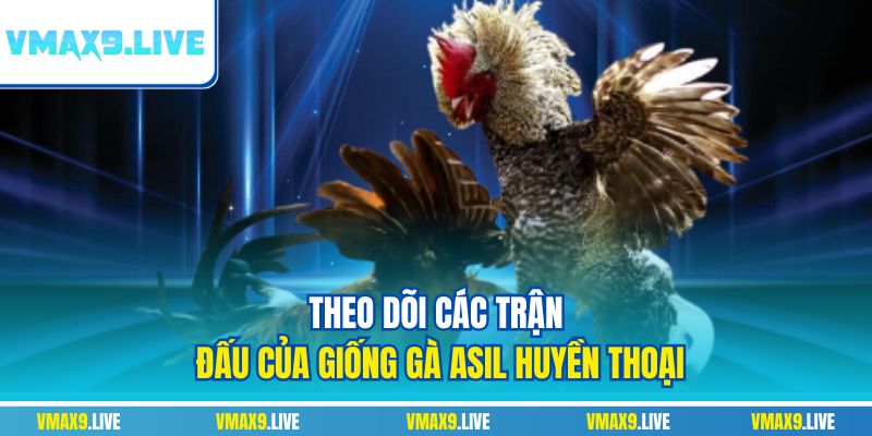 Theo dõi các trận đấu của giống gà Asil huyền thoại Theo dõi các trận đấu của giống gà Asil huyền thoại