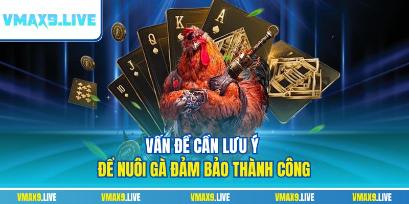 Vấn đề cần lưu ý để nuôi gà đảm bảo thành công Vấn đề cần lưu ý để nuôi gà đảm bảo thành công
