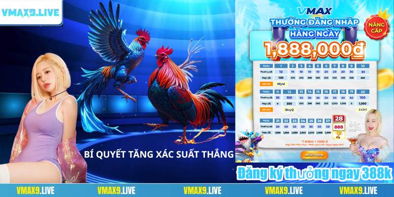 Bí quyết tăng xác suất thắng khi cược đá gà online