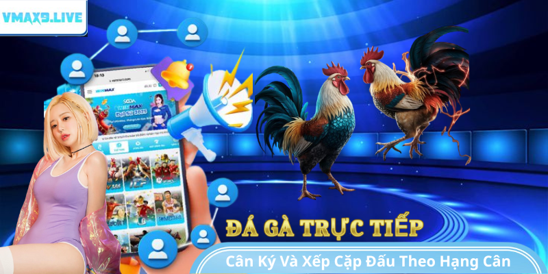 Các giải đấu đá gà luôn áp dụng hệ thống phân hạng cân cực kỳ chặt chẽ