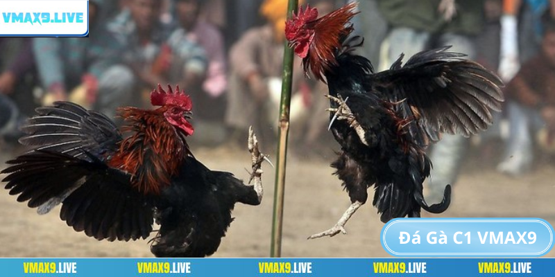 đá gà c1 vmax9