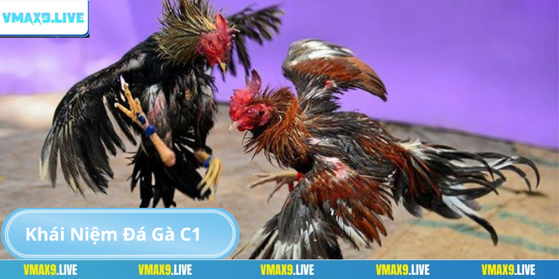Đá gà C1 vmax9 là hình thức cá cược truyền thống Đá gà C1 vmax9 là hình thức cá cược truyền thống