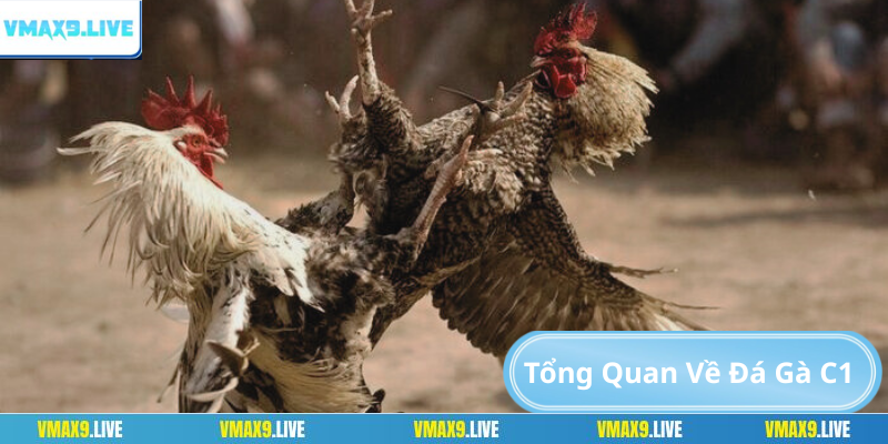 Tìm hiểu thông tin chung về đá gà C1 Tìm hiểu thông tin chung về đá gà C1